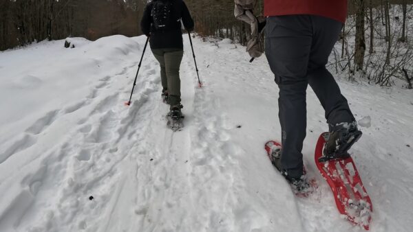 Salida de raquetas de nieve en Jaca a través del bosque de Sansanet